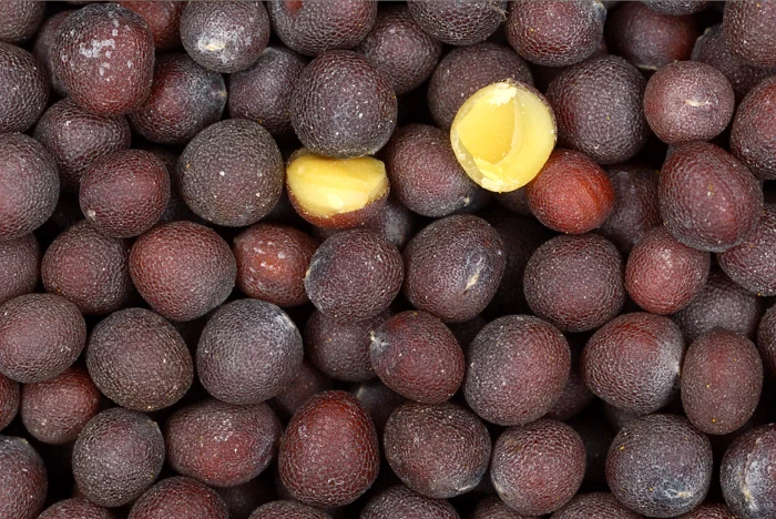 Party Mustard Seeds 200g x 5